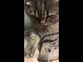 asmr 気持ちいい音 猫のふみふみ音