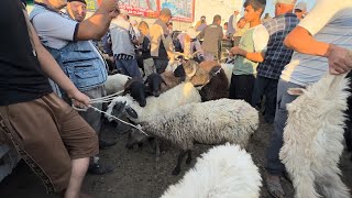 PESHKU NAVOIY KURUG MOL BOZORI ONA BOLA QOʻY NARXLARI