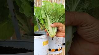 Container garden- Hanging vegetables harvesting #vegetables #v87garden #shorts