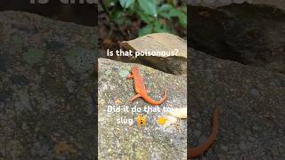 Poisonous lizard? 🦎 A nice place to walk, Shenandoah National Park, Compton Peak West view