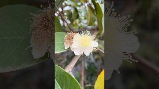 ma chettu jaamakayalu / guava fruits #garden #nature #youtubeshorts #tamil #song