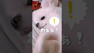 気持ちよさそうに寝てる愛犬チワワを起こしてにらまれてしまった飼い主であった🐾　#shorts #チワワ #dog #chihuahua