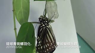 琉球青斑蝶羽化