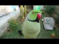 super cute parrot sounds