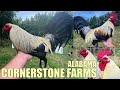 Nice CORNERSTONE FARMS ALABAMA - Farm Visit