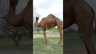 الجمل الأسود في الصحراء#ytshorts #viral #camel #camelinthedesert #camellife #desertanimal #animals