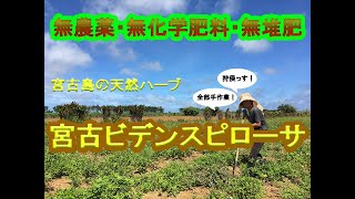 【活自然農法】宮古ビデンスピローサの畑紹介