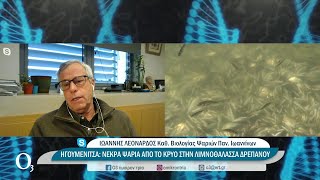 Ηγουμενίτσα: Χιλιάδες νεκρά ψάρια λόγω κρύου | 25/01/2022 | ΕΡΤ