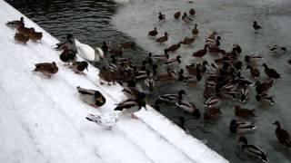 アヒル・ドバト・白鳥に餌をあげてみた