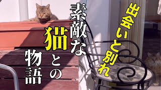 TOSAN家の猫たちを改めて紹介します！