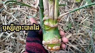 ថ្ងៃនេះបានទាំងភ្លោះបាតដៃ បានទាំងកណ្ដាលសាច់ស្រប