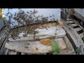 observations et commentaires après une réunion de 2 colonies d abeilles condamnées. 31.10.2020 1 2