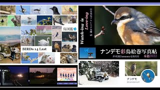 NF本棚60鳥篇14-1⃣ナンデモ写真帖LAST鳥図鑑絵巻2022「Watch-ing is Love-ingその１」BGM 秋山裕和　「羊飼いの草原」「村を出る日」「感謝祭」他7曲