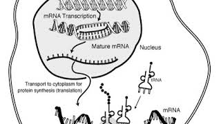 Messenger RNA | Wikipedia audio article