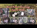 Bird Nests Hunting April 2024