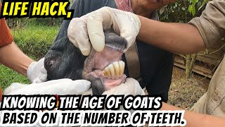 Knowing the Age of Goats Based on the Number of Teeth.