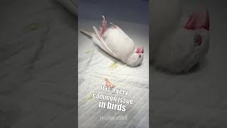 Egg Binding In Birds
