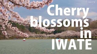 Cherry blossoms in Tohoku: Three viewing spots in Iwate