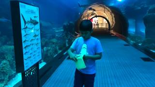 The Sharks at Dubai Mall Aquarium