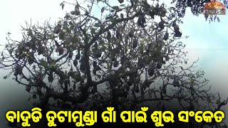 ବାଦୁଡି ତୁଟାମୁଣ୍ଡା ଗାଁ ପାଇଁ ଶୁଭ ସଂକେତ ବାଦୁଡି ଏକ ବିରଳ ପ୍ରାଣୀ ଯାହା ପୁରାତନ ଗୁମ୍ଫା ମାନଙ୍କରେ ଦେଖାଯାଆନ୍ତି