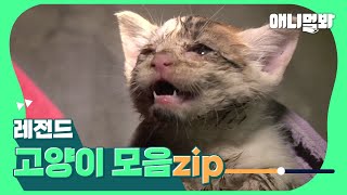 세상에 나쁜 고양이는 없다 [레전드 고양이 몰아보기👀]ㅣ[Binge-Watch legendary cats👀]