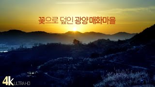 [4k korea] 매화꽃 만개한 섬진강 광양 매화마을