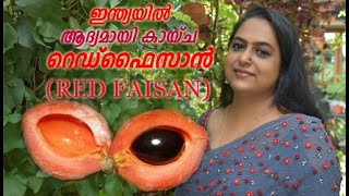 RED FAISAN / GREEN SAPOTE / GROWN IN KERALA/VELIYATH GARDENS / 9544280007/ 9895950525