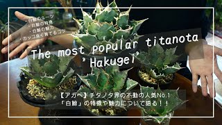 【アガベ】チタノタ界の不動の人気No 1「白鯨」の特徴や魅力について語る！