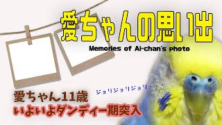 愛ちゃんの思い出（11歳いよいよダンディー期突入）《16歳のご長寿おじいちゃんセキセイインコ愛ちゃん日記》16-year-old budgerigar Ai-chan diary