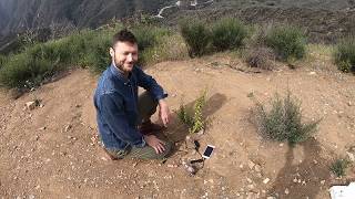 Listening to Black Sage in Topanga Canyon