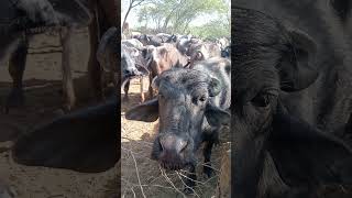 mahesani buffalo and kankrej Cow by Indigenous Indian Livestock Farming