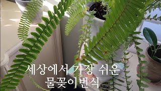 [켈리식물원 Good Life] 미국일상브이로그/식물근황/세상에서가장쉬운물꽂이번식/블루스타고사리/보스턴고사리/스노우캡베고니아/ 싱고니움/페페로미아프로스트라타