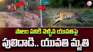 ఆ పులి మళ్లీ పంజా విసిరింది..! | Tiger attack on a Girl in Komaram Bheem Asifabad district |