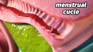 شاهد ماذا يحدث داخل جسم المرأة اثناء الدورة الشهرية(شيئ غريب جدا) Menstrual cycle and ovulation