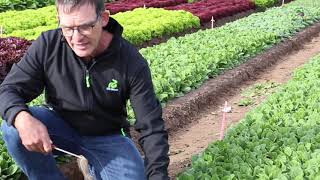 Rijk Zwaan - New spinach and Swiss chard varieties