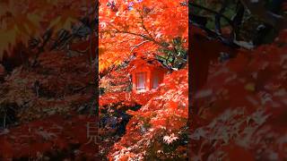 【京都紅葉】見頃早めの紅葉 天授庵／鍬山神社／岩戸落葉神社 #kyoto #そうだ京都行こう #京都 #紅葉 #shorts