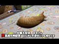 分離不安症‼︎心の病気‼︎天さんも辛い‼︎【茶トラ猫】ではどうぞ