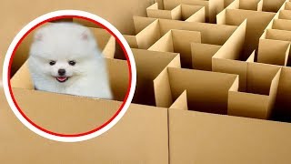 NTN - Thử Thách Chó Con Trong Mê Cung (Puppy solving the maze challenge)