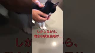 【悲報】子猫たちはじめての病院🏥がんばりました👍しかし残念な検査結果が⁉️😭