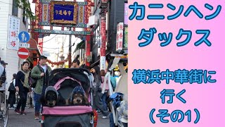 【カニンヘンダックス】エトワの成長記録　横浜中華街に行く　その1  ワンコまみれの車内に興奮（パパが）