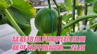 楼顶盆栽甜瓜，无需再次育苗，剪短瓜蔓就能留第二茬瓜