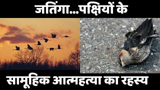 जतिंगा | पक्षियों के सामूहिक आत्महत्या का रहस्य | Jatinga Bird Mystery | Assam