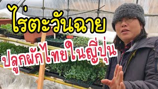 พาชมไร่ตะวันฉาย ปลูกผักไทยในญี่ปุ่น