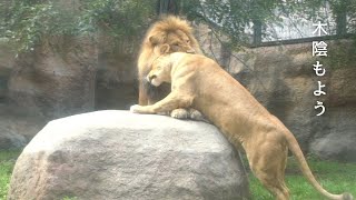 イオ \u0026 オリト「木陰もよう」穏やかな光がふたりを優しく包む、旭山動物園の若きライオン物語【Young lion love story】