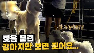 밖에만 나가면 자기가 서열 1위인줄 아는 강아지들┃GO쌤의 개꿀팁🐾