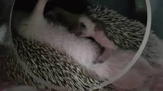 고슴도치 꼬물이 Hedgehog