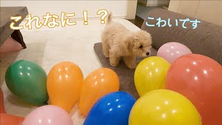 初めての風船にビビりまくる子犬がかわいい【トイプードル】