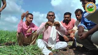 कैसे लगाये जिंजवा घास - गाय का श्रेष्ठ एवं पोष्टिक घासचारा। How to Grow Jinjva Grass for Cow