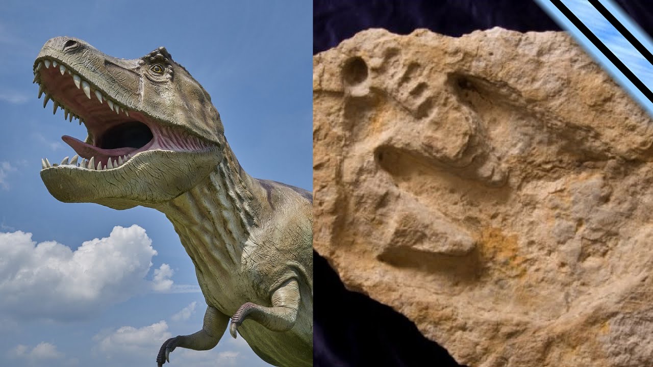 Creationism Debunked: "Dinosaurs And Humans Coexisted 6,000 Years Ago ...