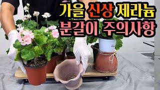 [4K] 가을! 제라늄 구입하기 좋은 계절~ 여름 회복중인 제라늄과 신상제라늄 분갈이 주의사항  #제라늄 #pelargonium